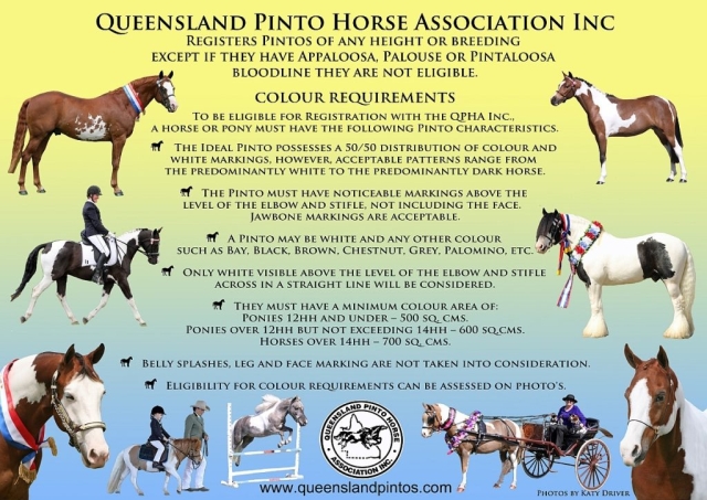 Photos and Design by WCC for Qld Pinto Horse Association Inc