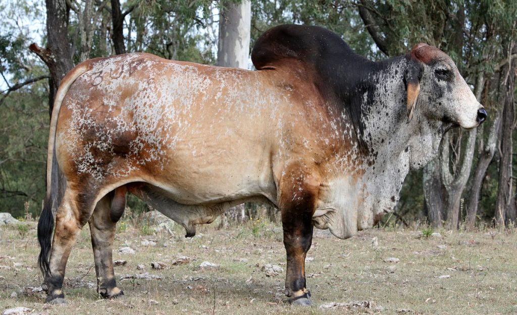 Burchmann Brahman Bull